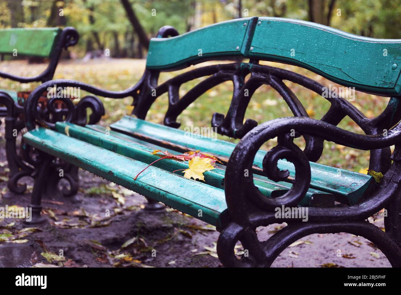 Maple leaves on a park bench Stock Photo - Alamy