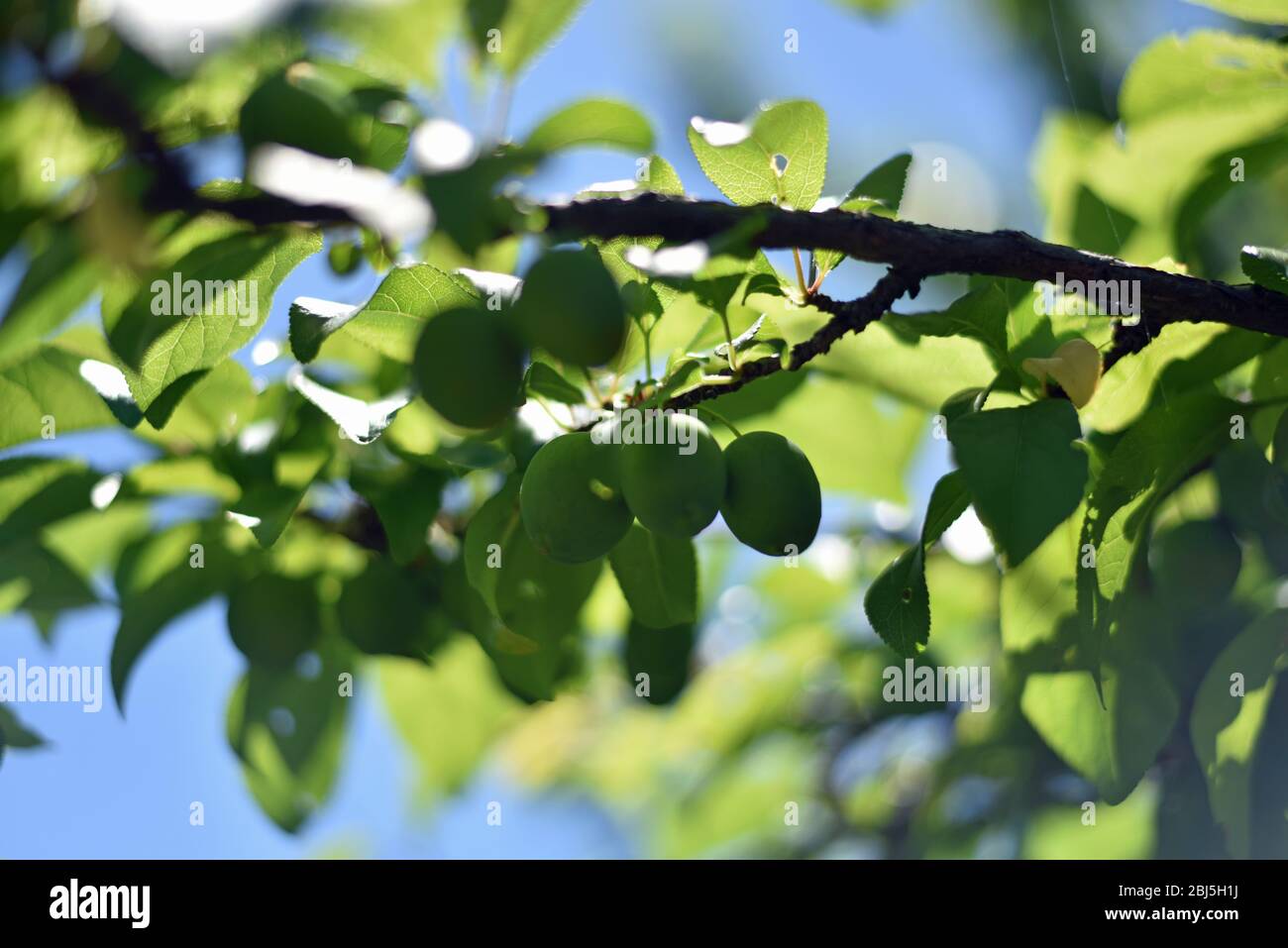 Plum Tree Baby Fruit Stock Photo - Alamy