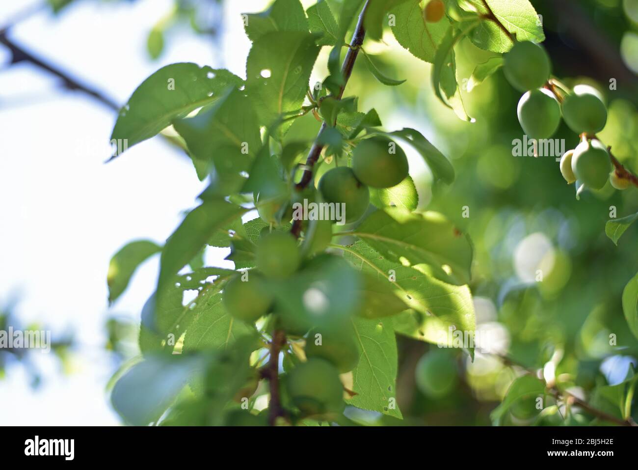 Plum Tree Baby Fruit Stock Photo Alamy