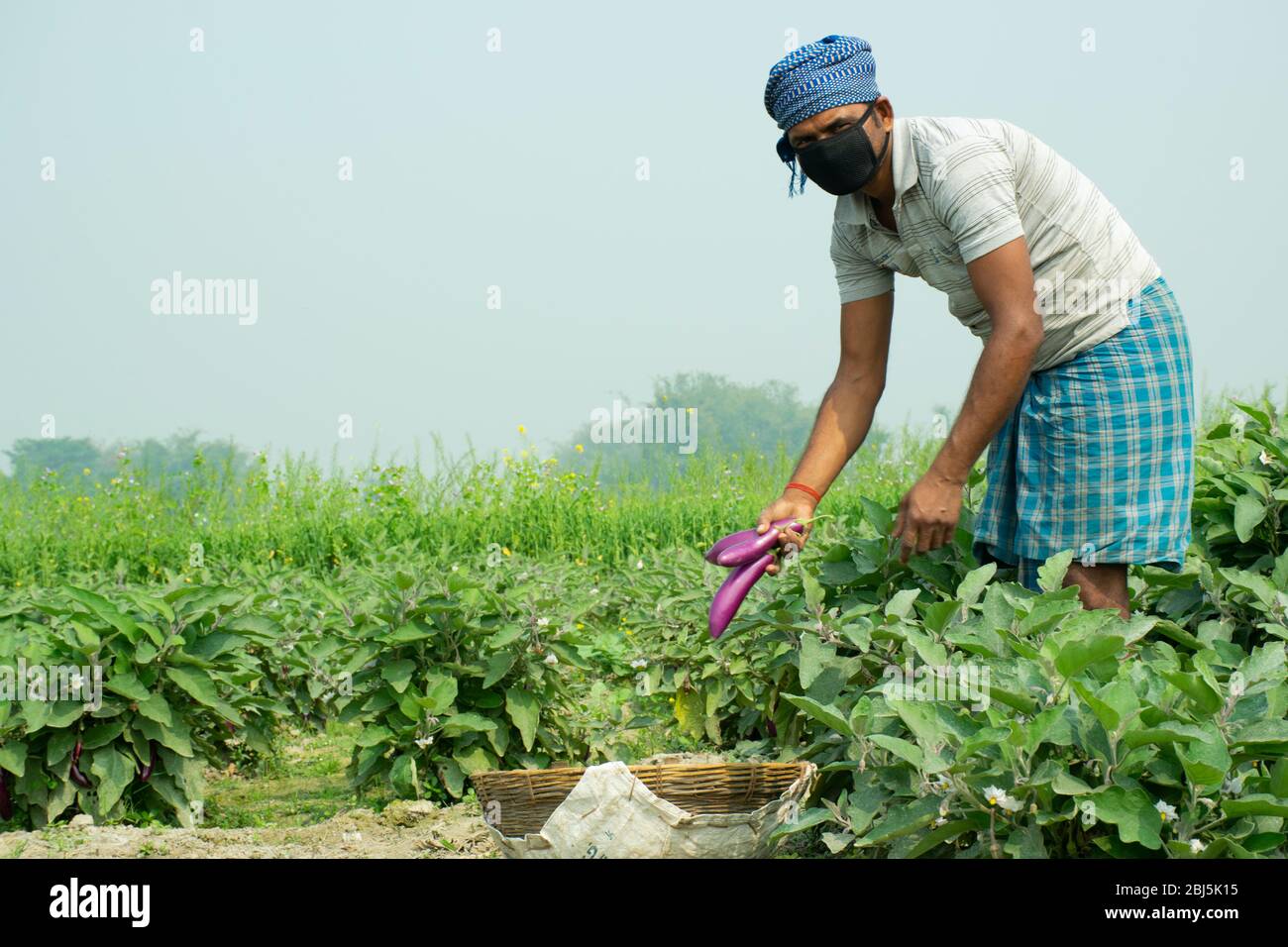 farmer wearing mask doing agricultural works in field Stock Photo