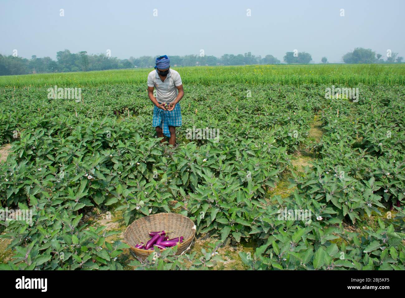 farmer wearing mask doing agricultural works in field Stock Photo