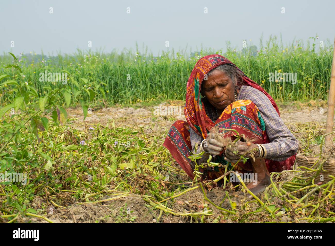 indian woman farmer working in her field, India Stock Photo - Alamy