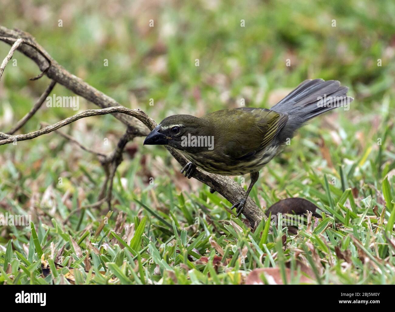 Closeup of Streaked Saltator (Saltator striatipectus) perching on a branch in Panama. Stock Photo