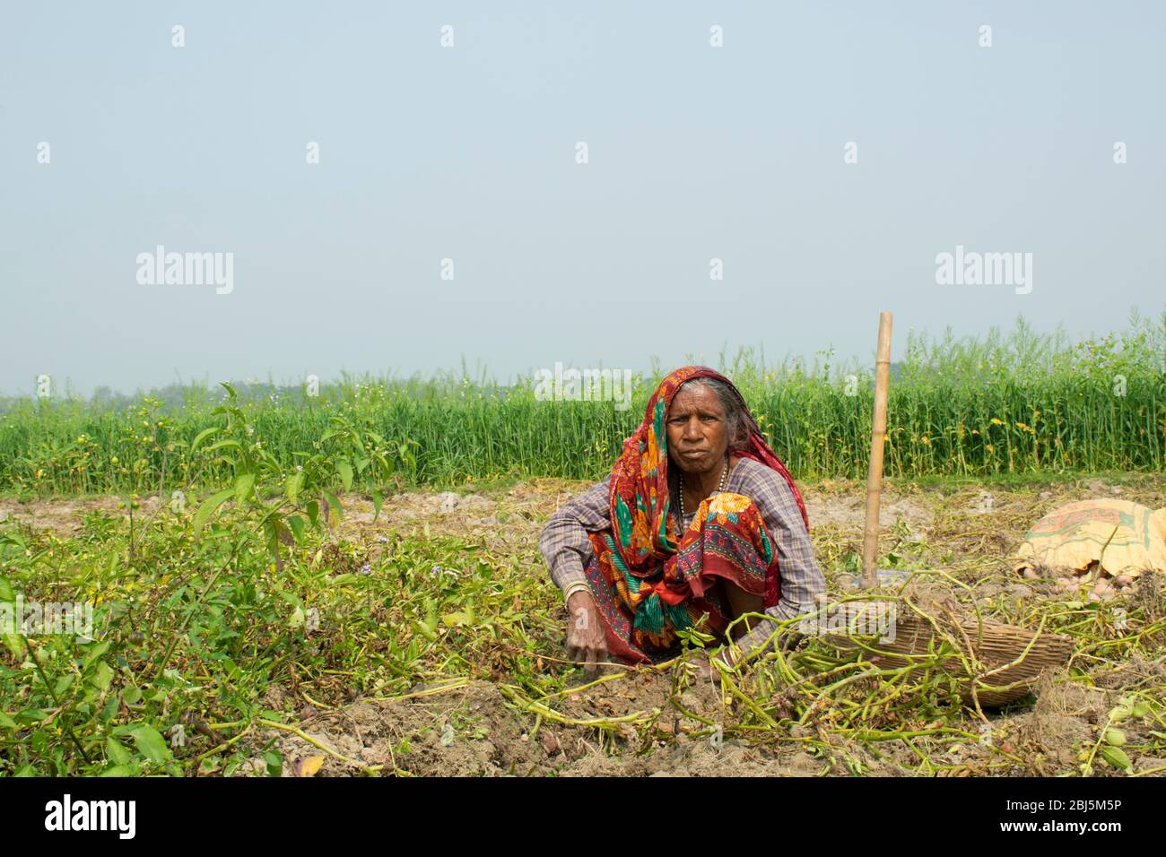 indian woman farmer working in her field, India Stock Photo - Alamy