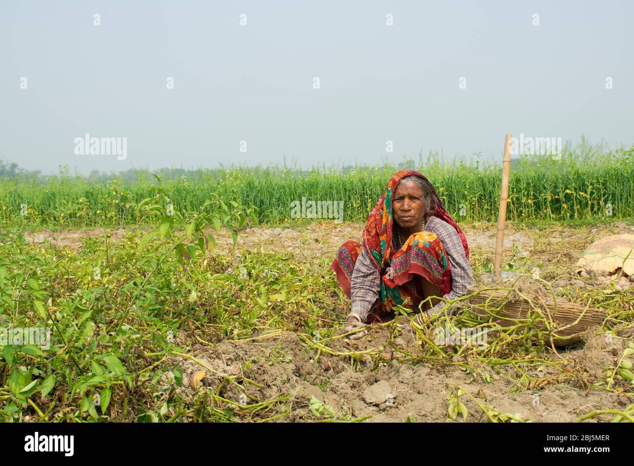 indian woman farmer working in her field, India Stock Photo - Alamy