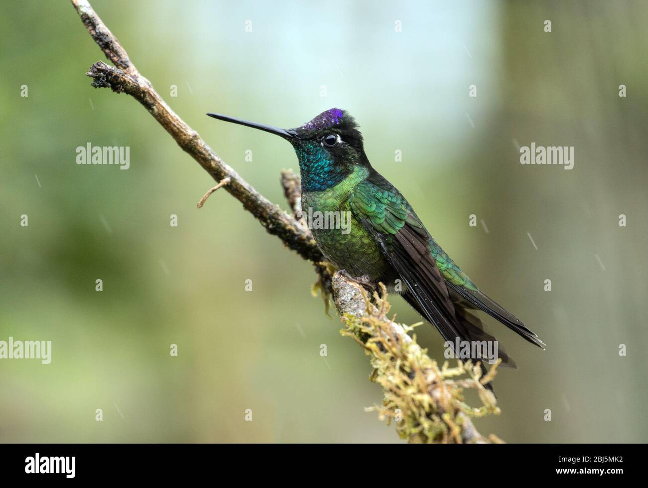 Portrait of Talamanca Hummingbird (Eugenes spectabilis) perching on a mossy branch in highlands of Panama. Stock Photo