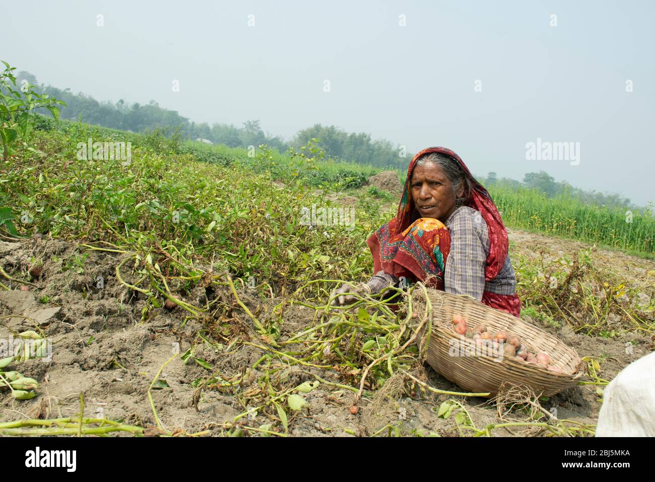 indian woman farmer working in her field, India Stock Photo - Alamy