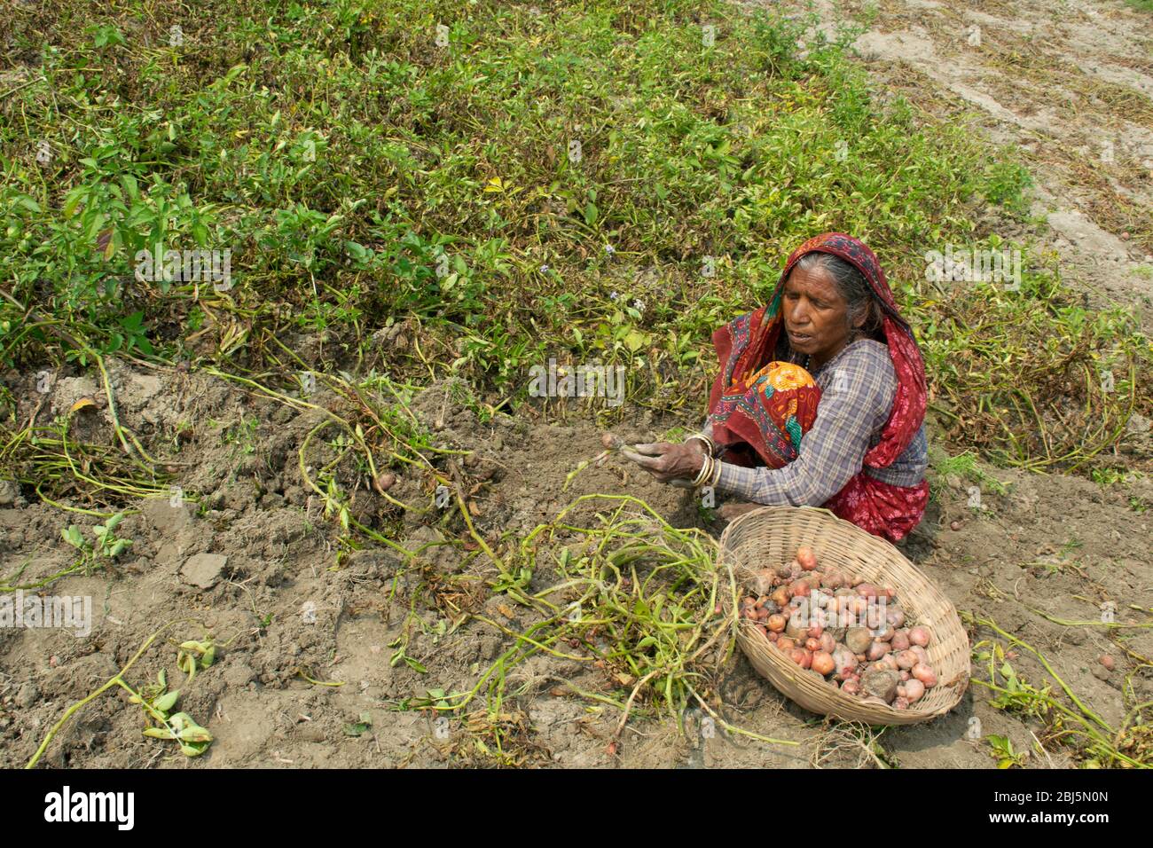 indian woman farmer working in her field, India Stock Photo - Alamy