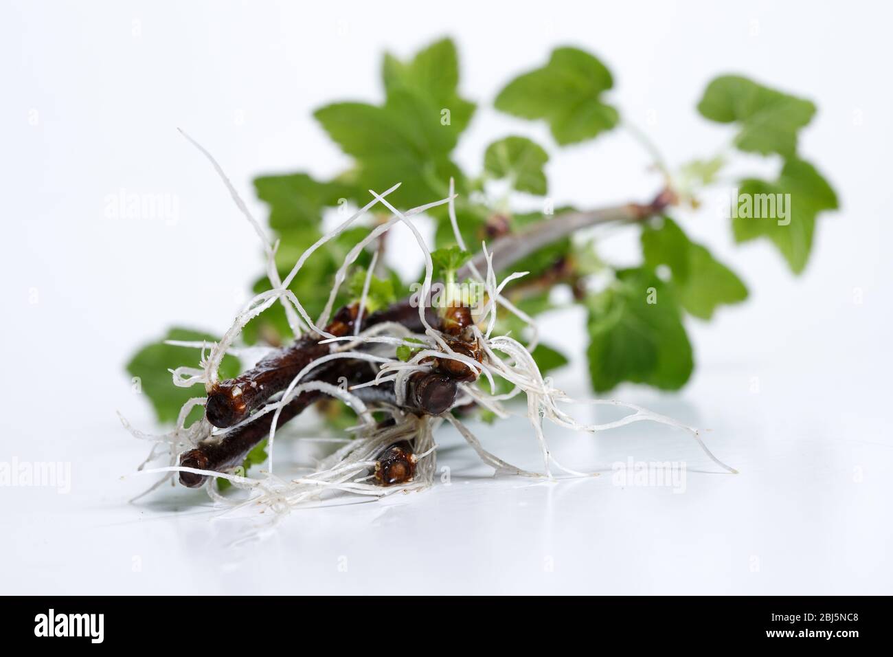 Blackcurrant roots isolated on white background. Cuttings Stock Photo