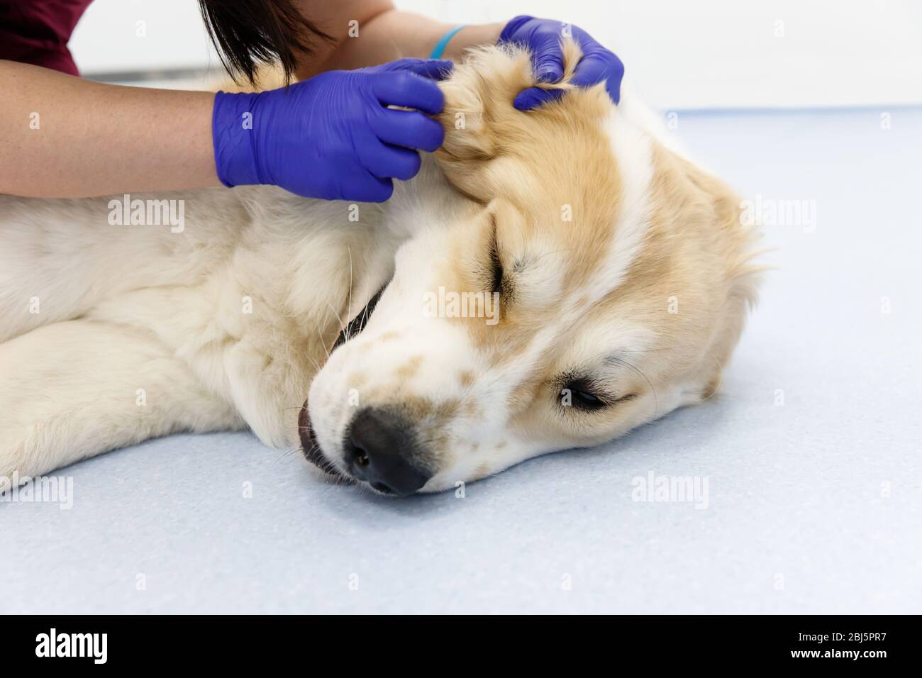 Closeup of veterinarian checks the ear of a Central asian shepherd dog. Dog under medical exam. Veterinarian doing the procedure of inspection of auri Stock Photo