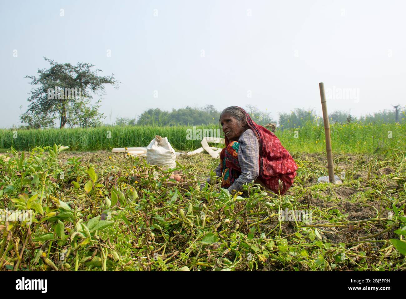 indian woman farmer working in her field, India Stock Photo - Alamy