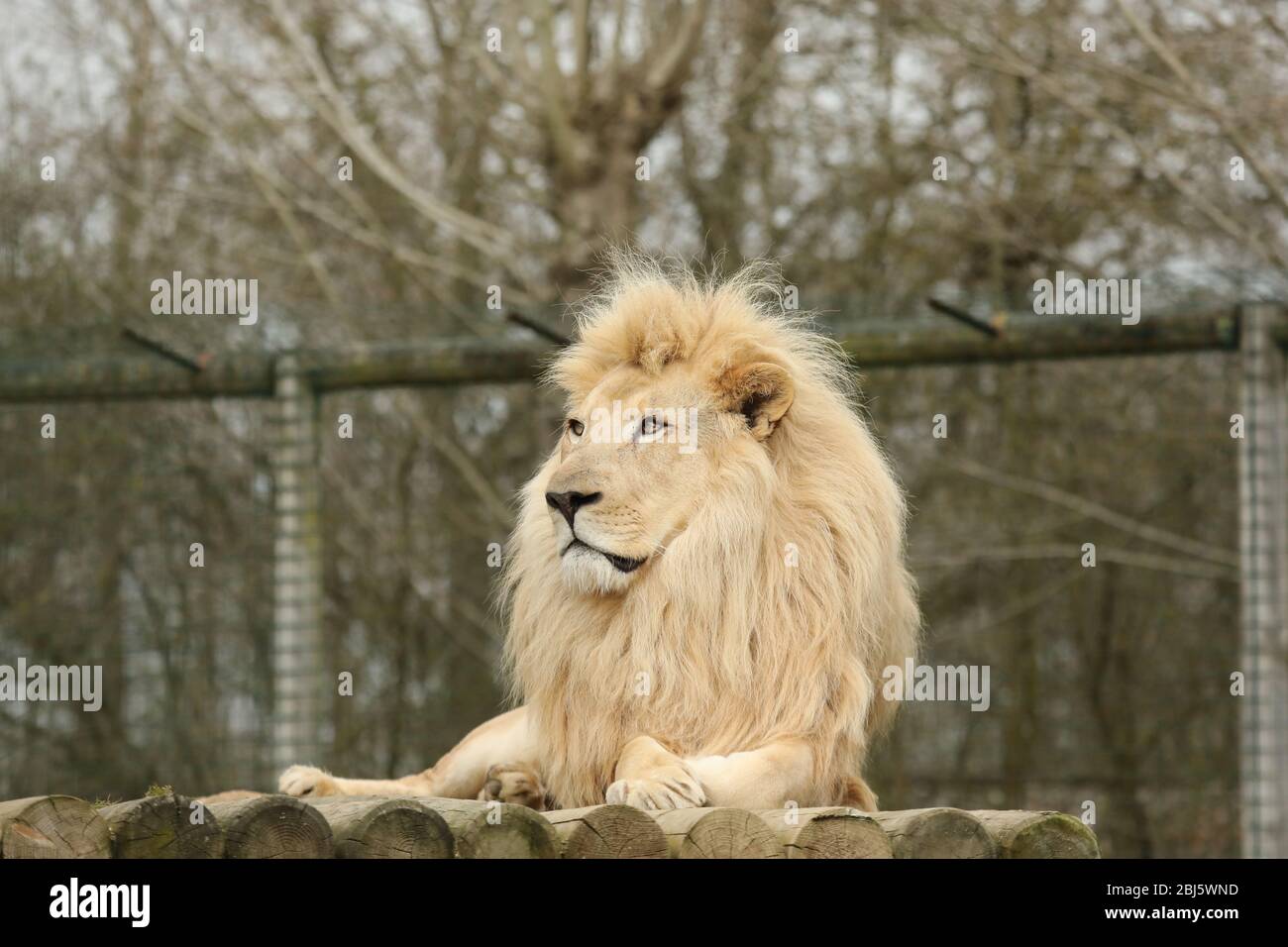 African lion Stock Photo