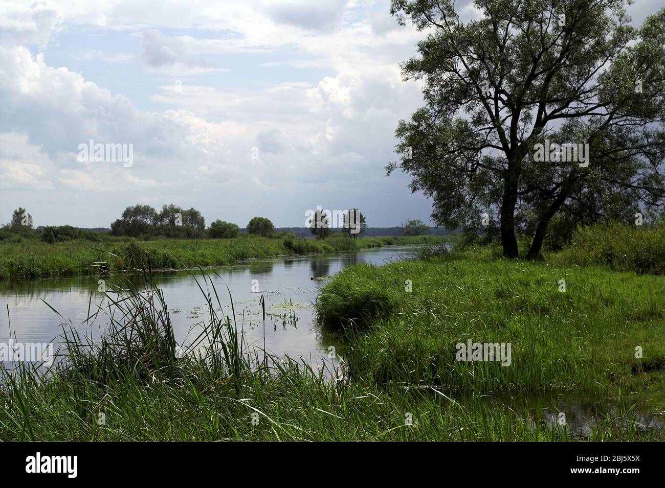 Lowland Polish landscape - Biebrza river in summer; Polnische Landschaft im Tiefland - Fluss Biebrza im Sommer; rzeka Biebrza latem; 低地波蘭景觀-夏季比伯扎河 Stock Photo