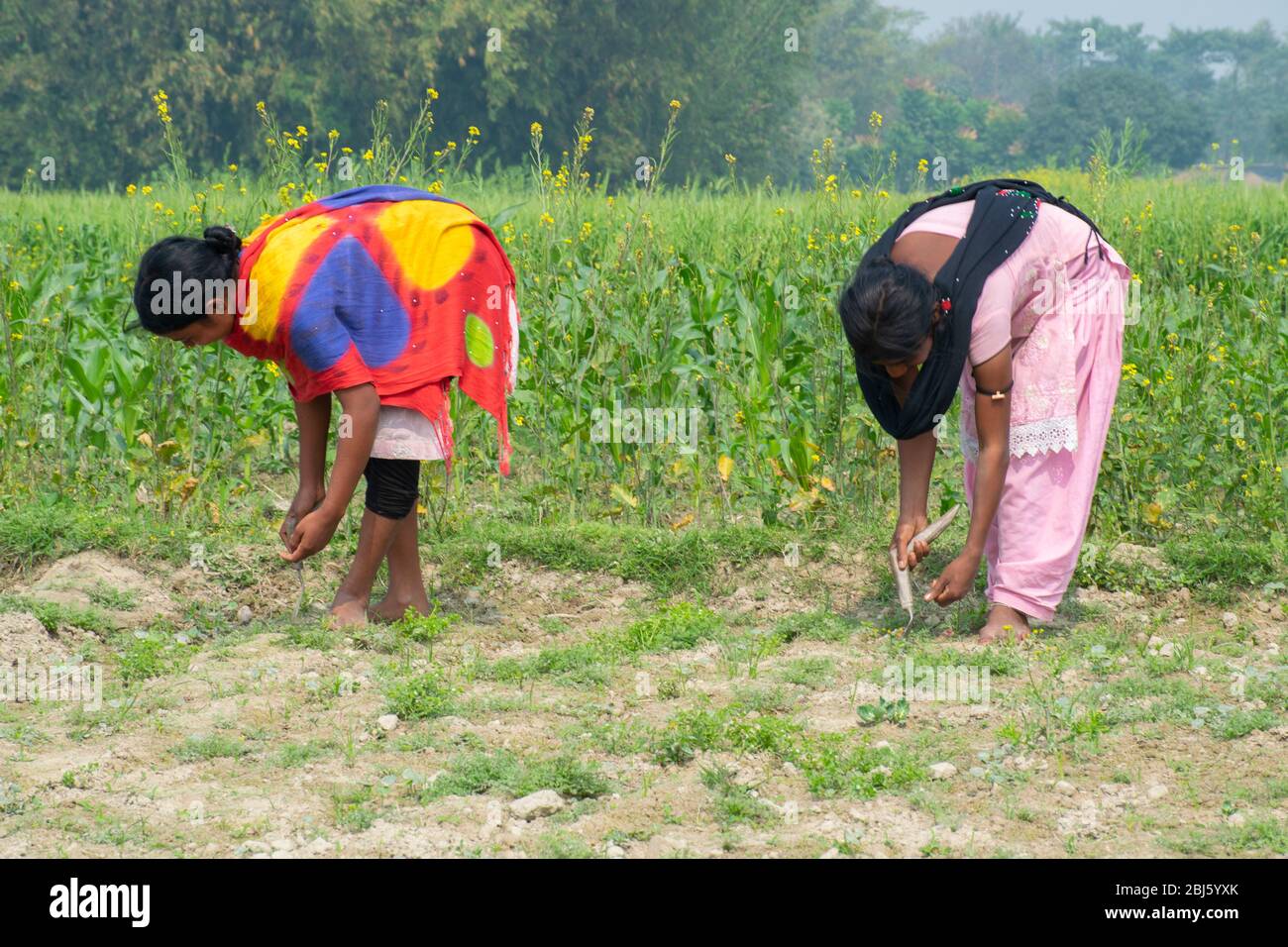 indian woman farmer working in field, Bihar, India Stock Photo - Alamy