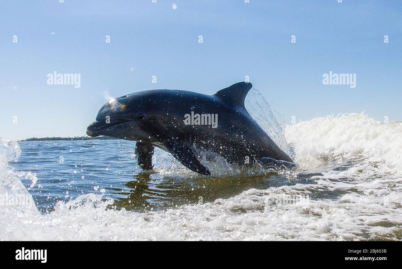 Bottle nosed dolphin jumping out of the water Stock Photo