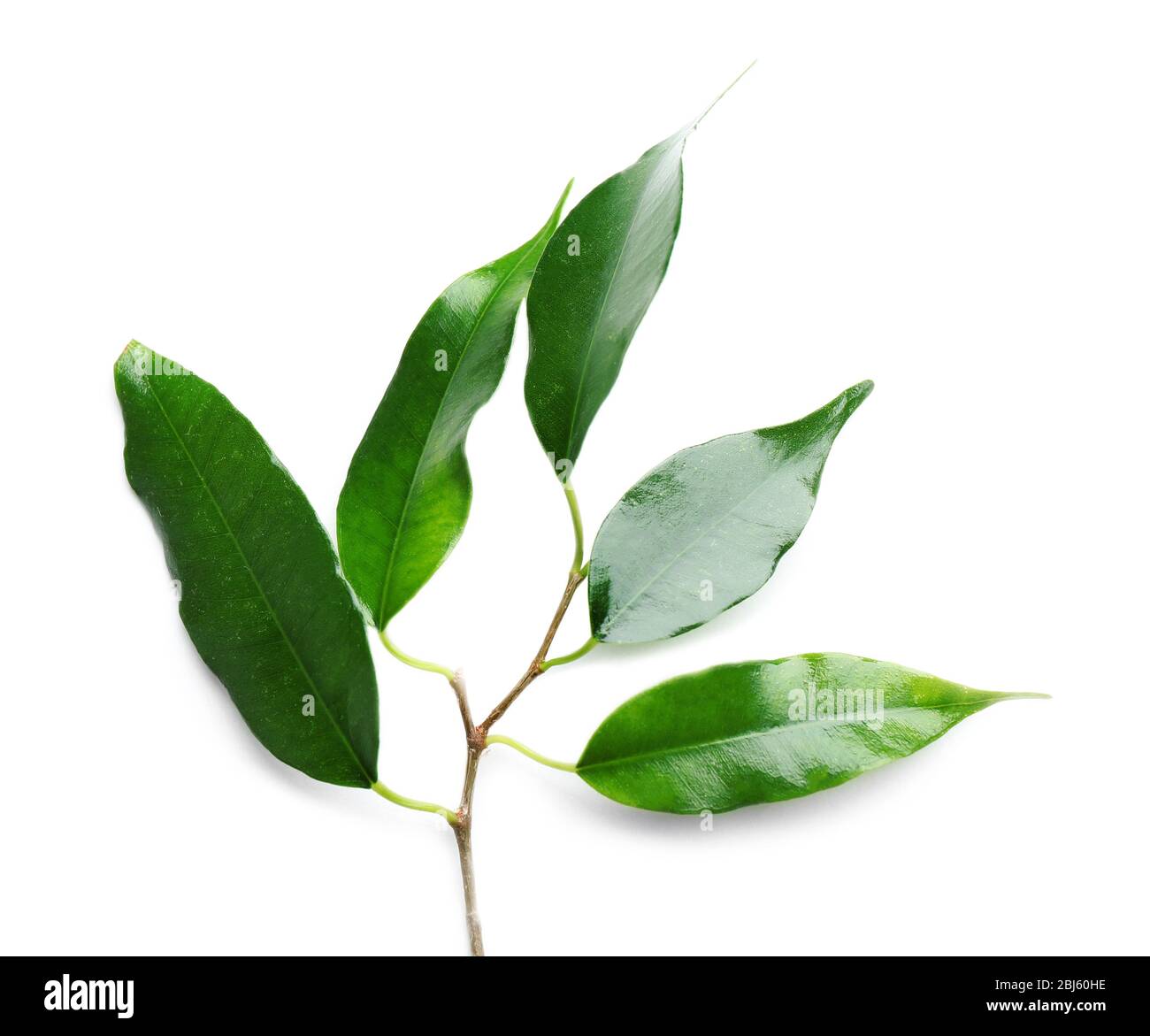Rubber plant isolated on white Stock Photo Alamy