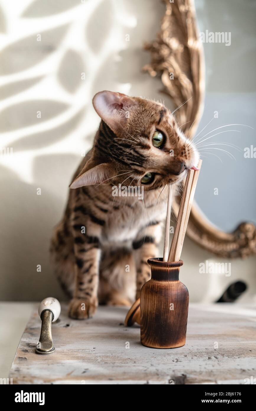 aroma diffuser cats