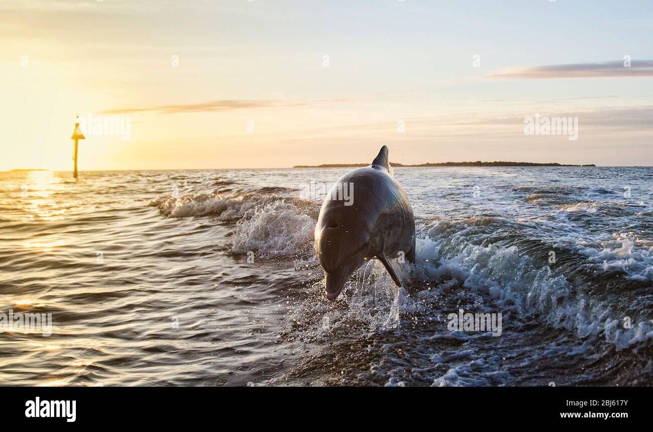 Bottle Nosed Dolphin jumping out of a wake Stock Photo