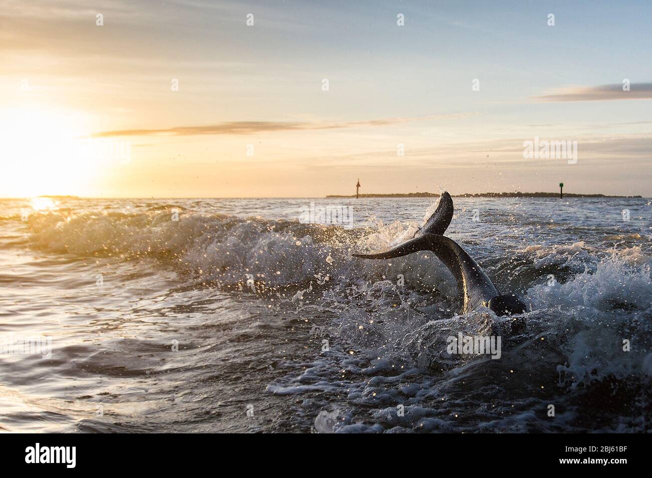 Bottle Nosed Dolphin tail jumping back into the wake of a boat Stock Photo
