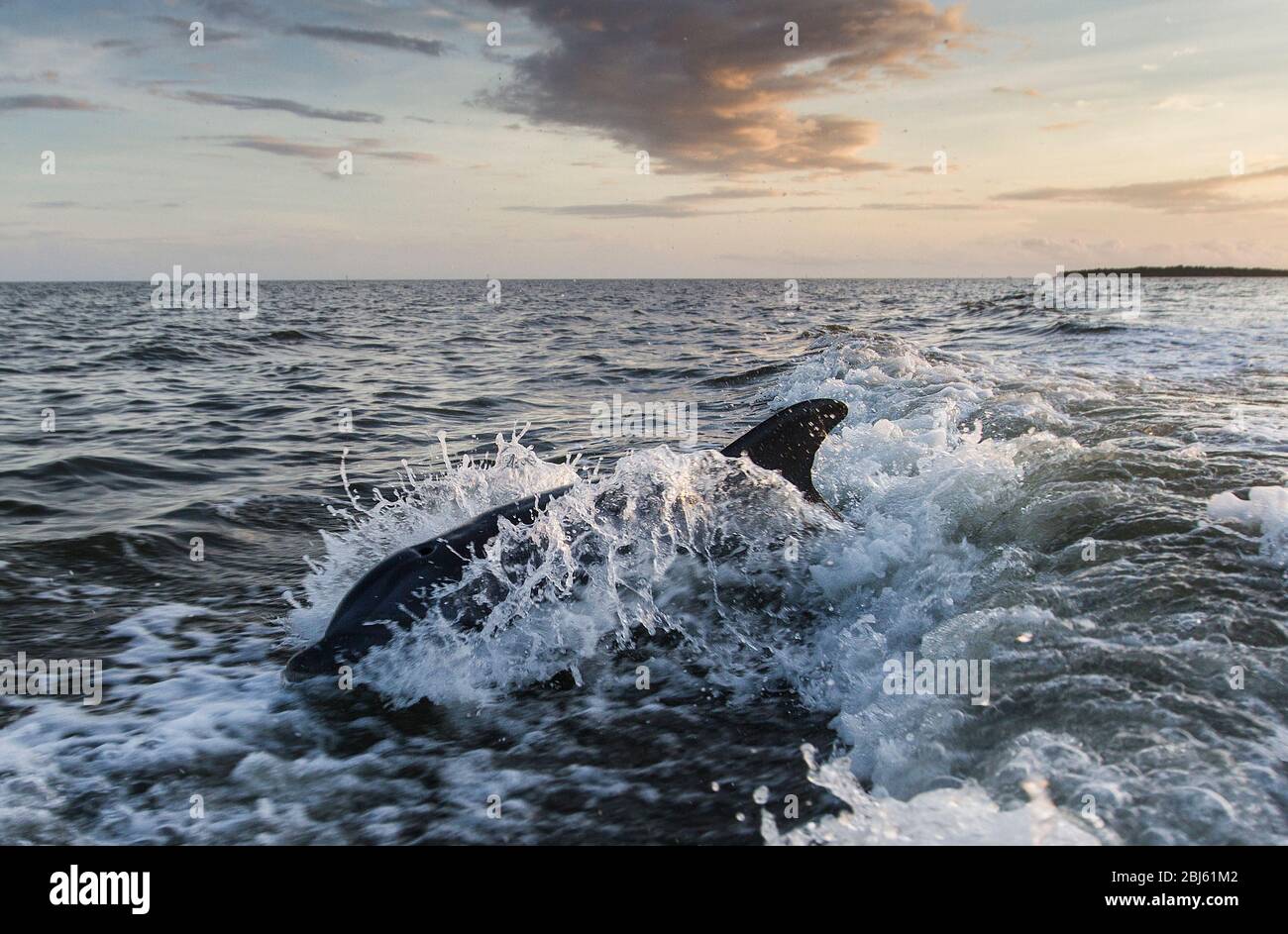 Bottle Nosed Dolphin swimming in a boats wake during sunset Stock Photo