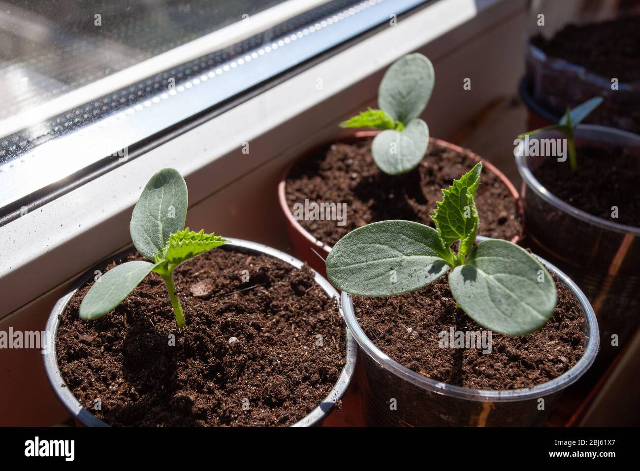 Growing cucumber seedlings on the windowsill on the balcony Stock Photo