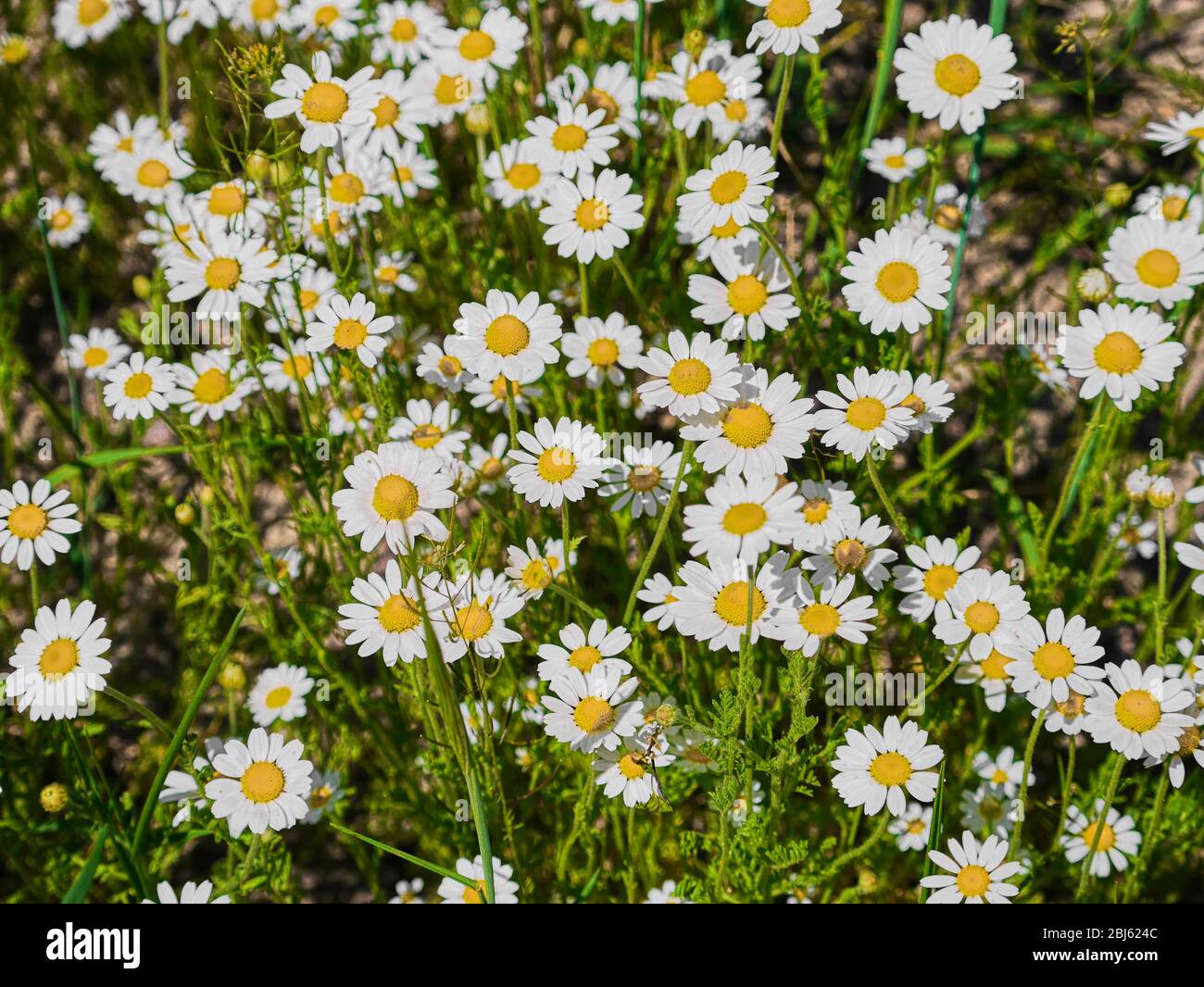 Medical chamomile hi-res stock photography and images - Alamy