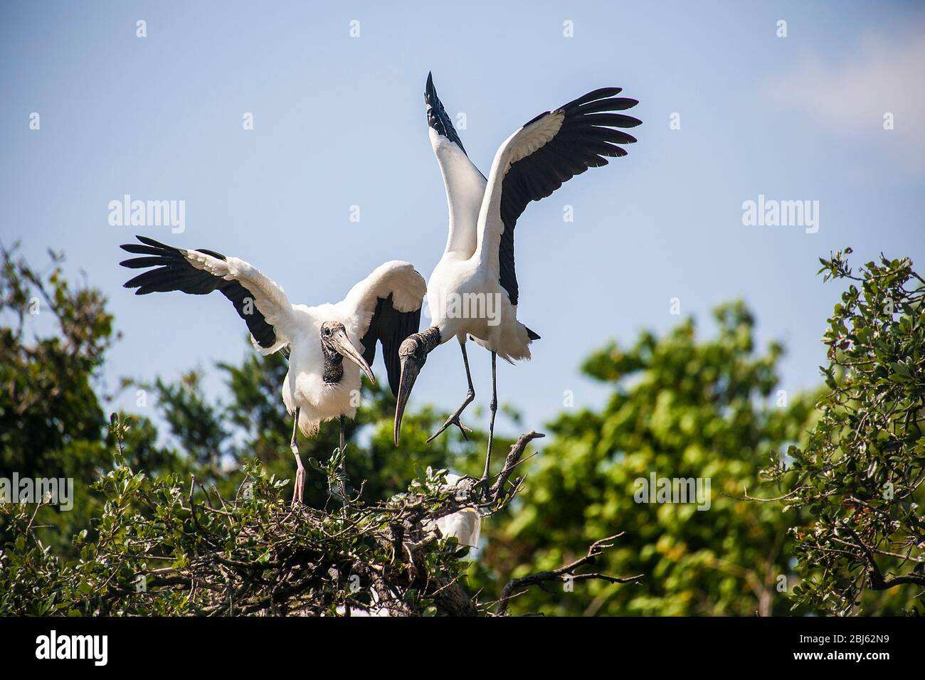 Wood Storks in the Nest Stock Photo