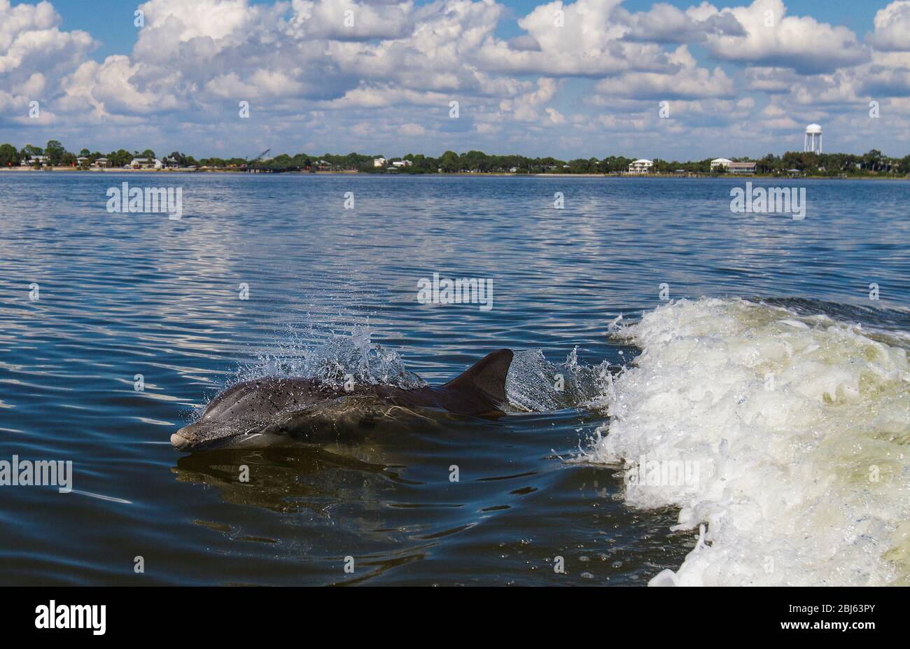 Bottle Nosed Dolphin swimming in a boats wake Stock Photo