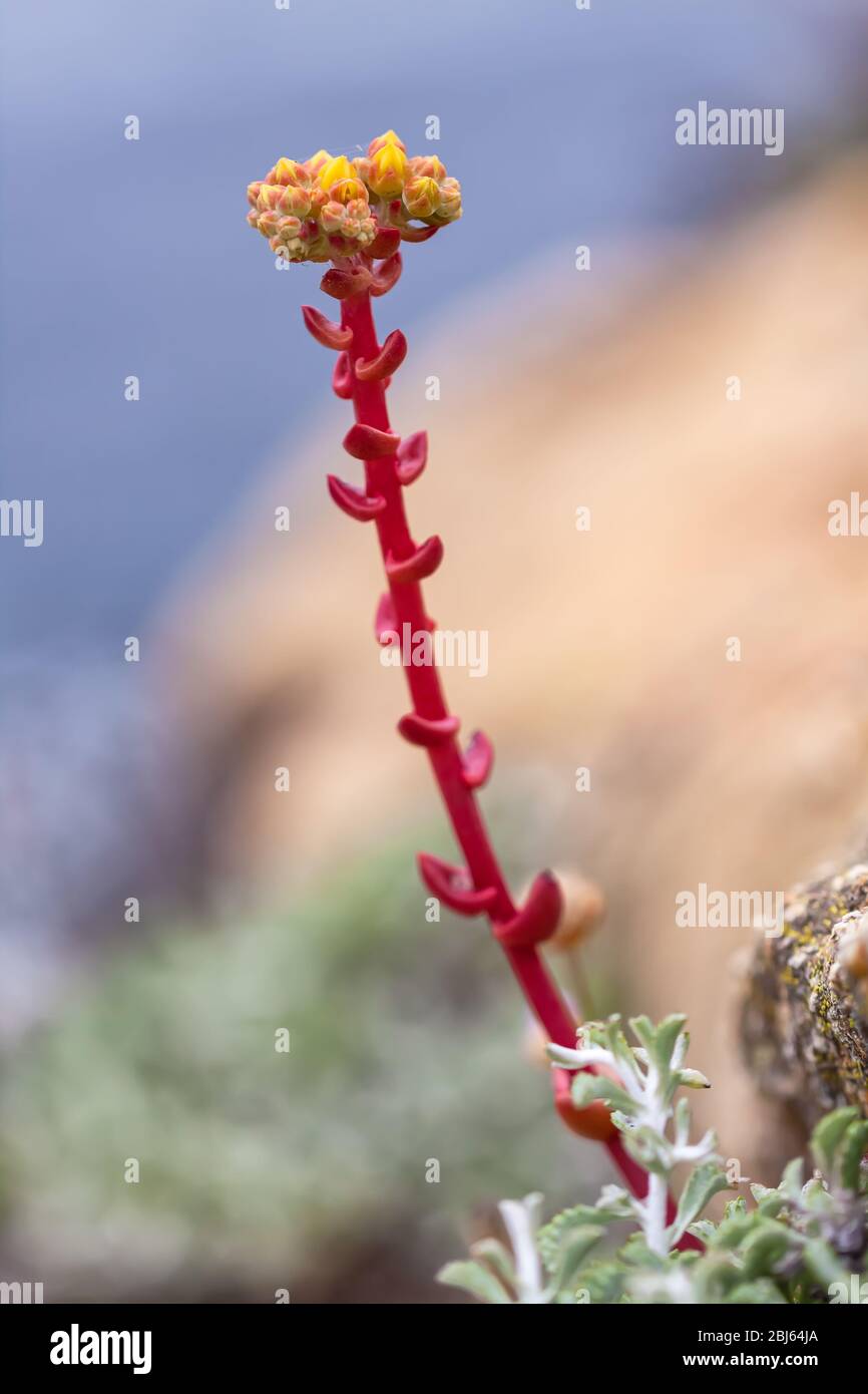 Close up at the stem and flowers bud of coast dudleya, Dudleya caespitosa, Point Lobos State Natural Reserve, California, USA. Stock Photo