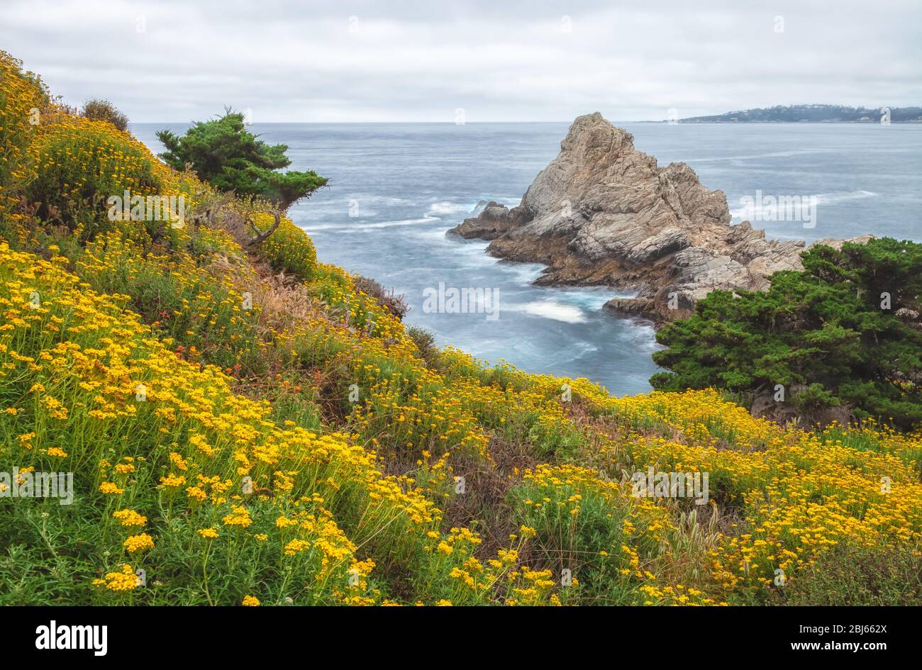 Seaside woolly sunflowers bloom along the shoreline at Point Lobos State Natural Reserve, California, USA, in early summer. Stock Photo
