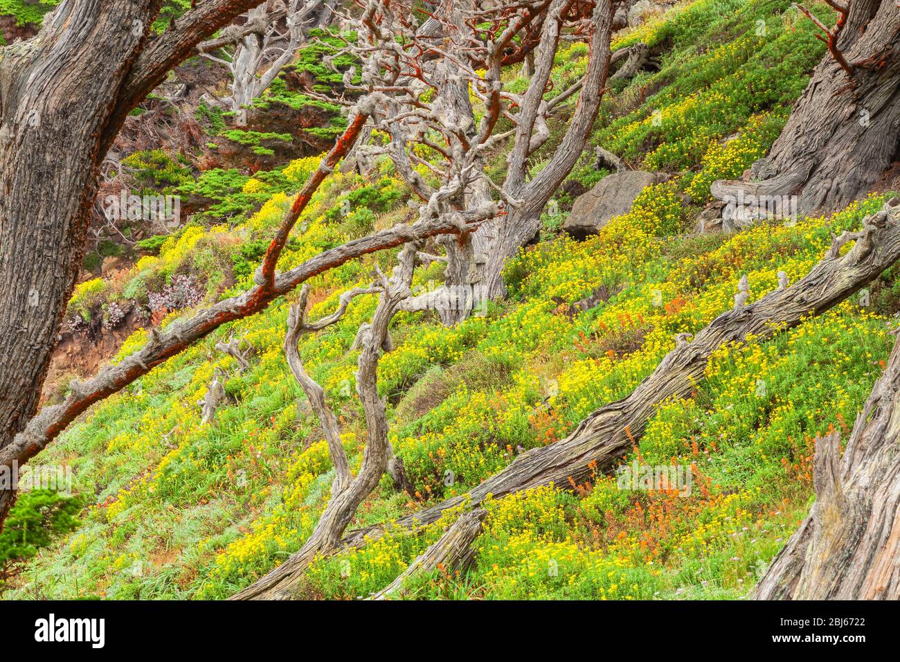 Seaside wooly sunflowers Eriophyllum staechadifolium bloom on the hill slope along the California coast at Point Lobos State Natural Reserve, USA. Stock Photo