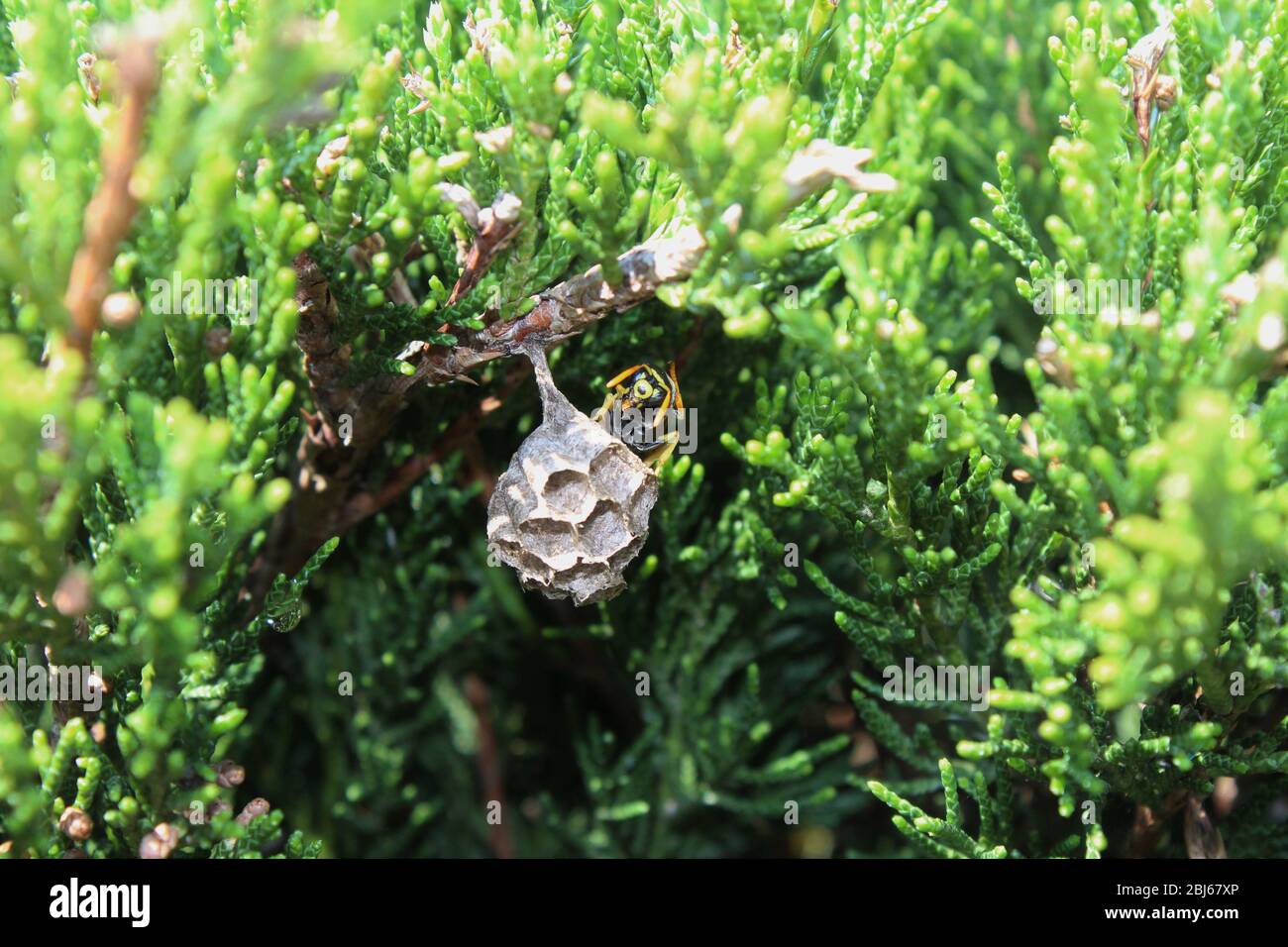 Paper wasp building a small nest Stock Photo