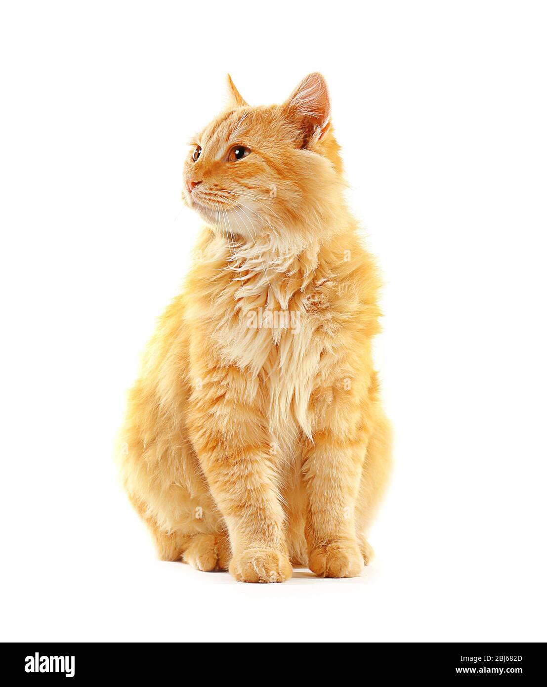 Fluffy red cat isolated on white background Stock Photo - Alamy