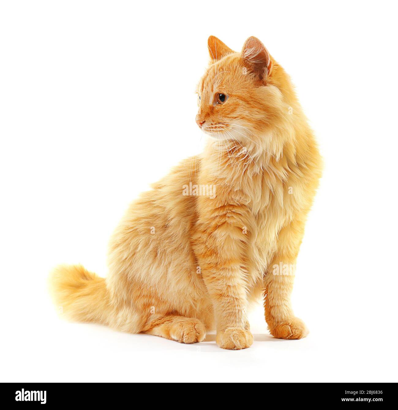 Fluffy red cat isolated on white background Stock Photo - Alamy