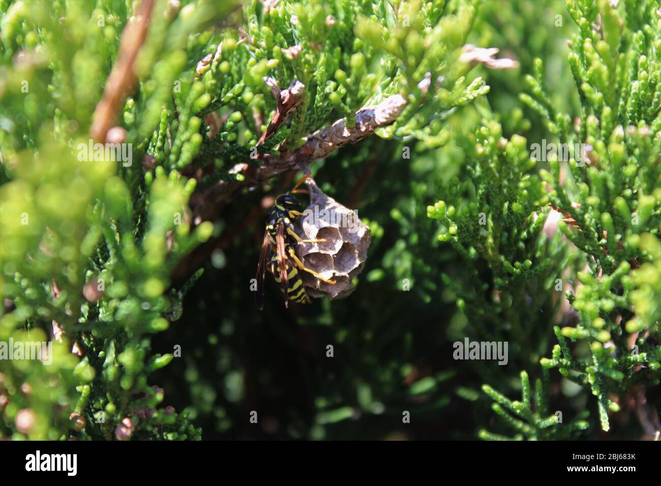 Paper wasp building a small nest Stock Photo