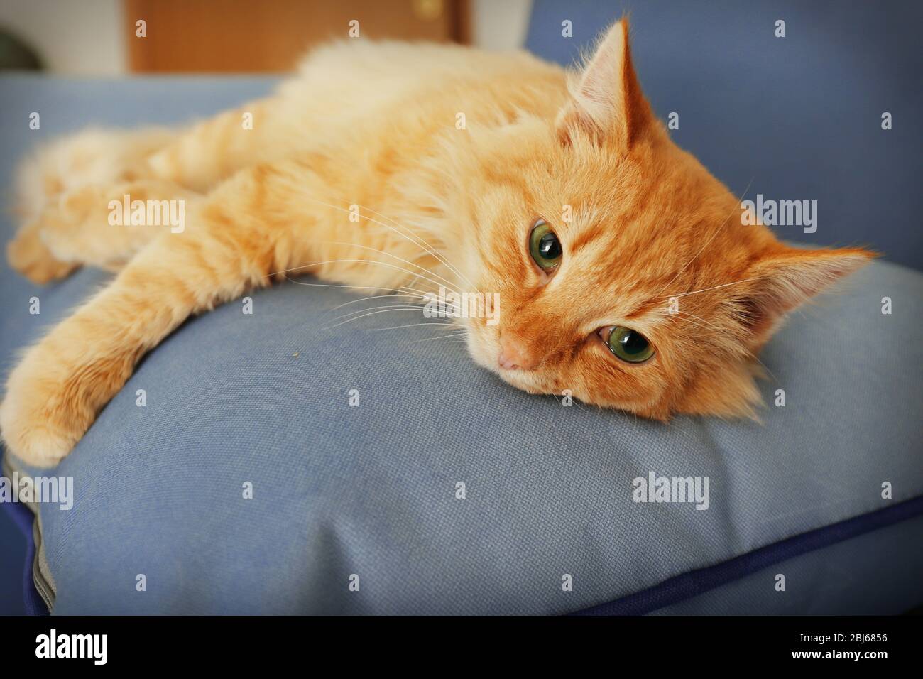 Cute red cat laying on grey sofa's pillow, close up Stock Photo