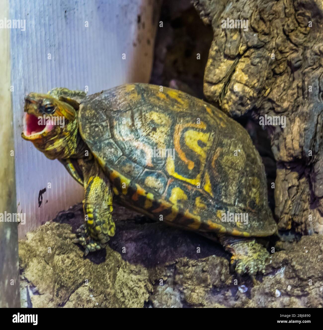 funny closeup of a painted wood turtle opening its mouth, Tropical reptile specie from Costa Rica Stock Photo