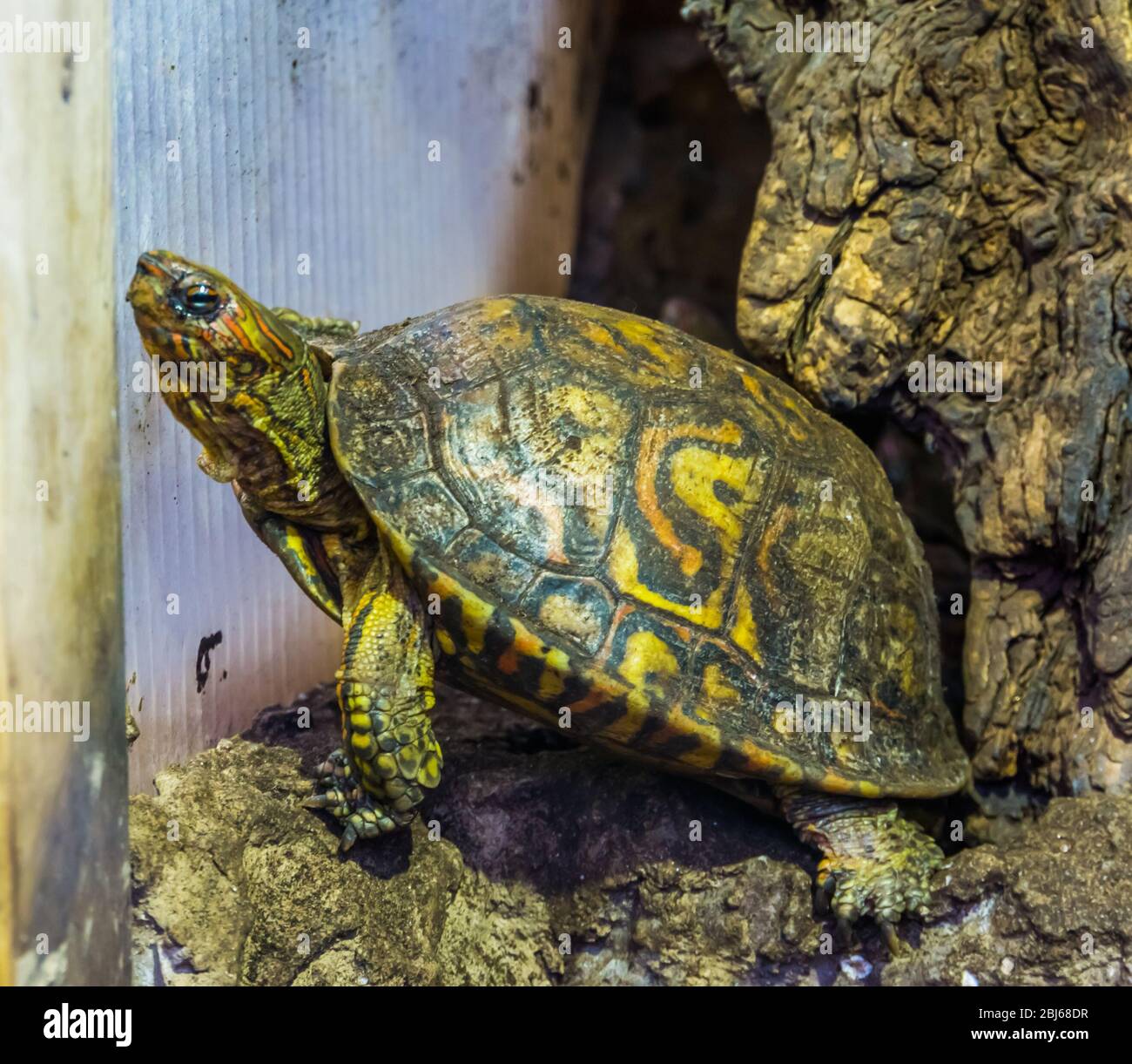 closeup of a painted wood turtle, Tropical reptile specie from Costa Rica Stock Photo