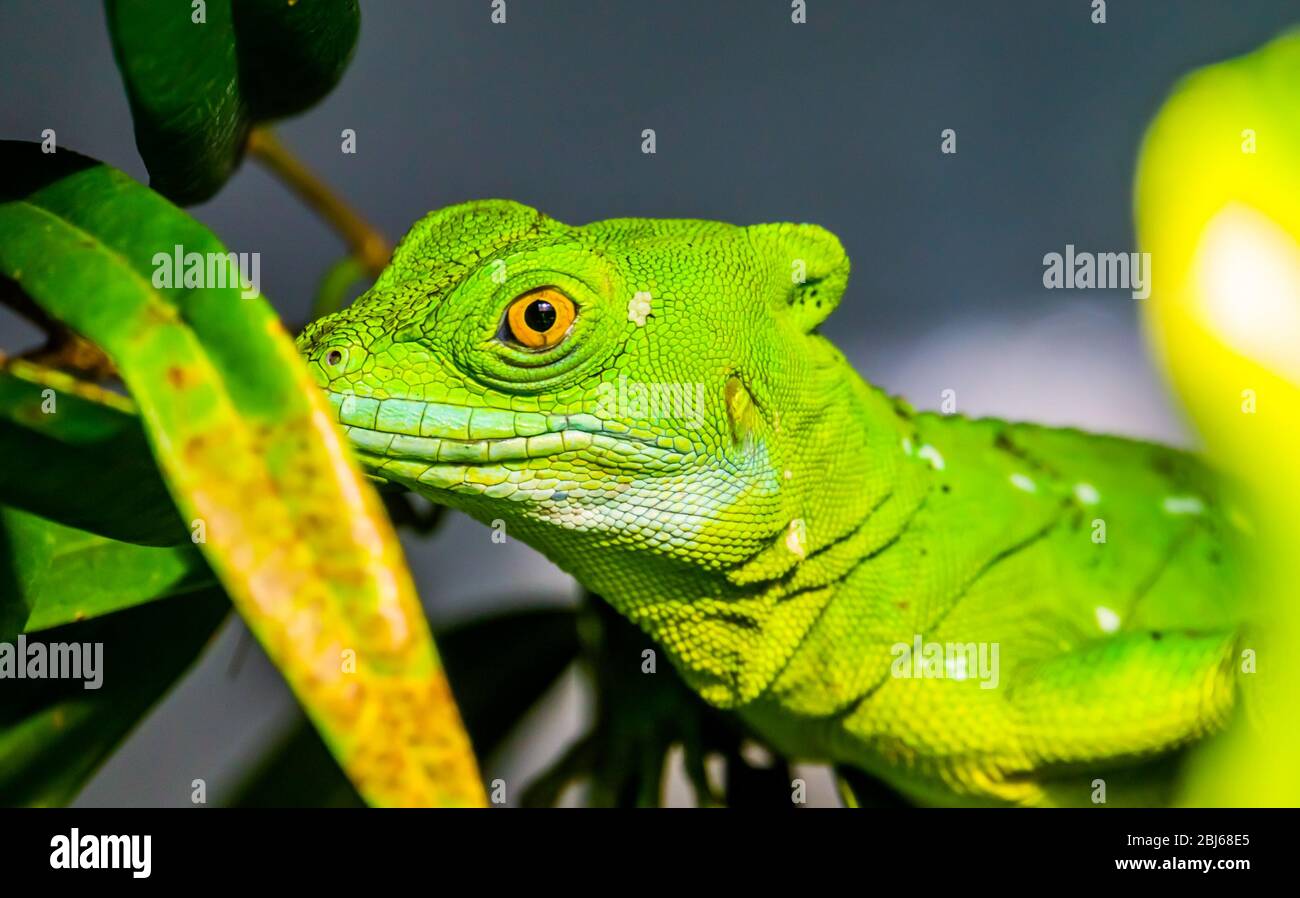 closeup of the face of a green plumed basilisk, tropical reptile specie from America Stock Photo