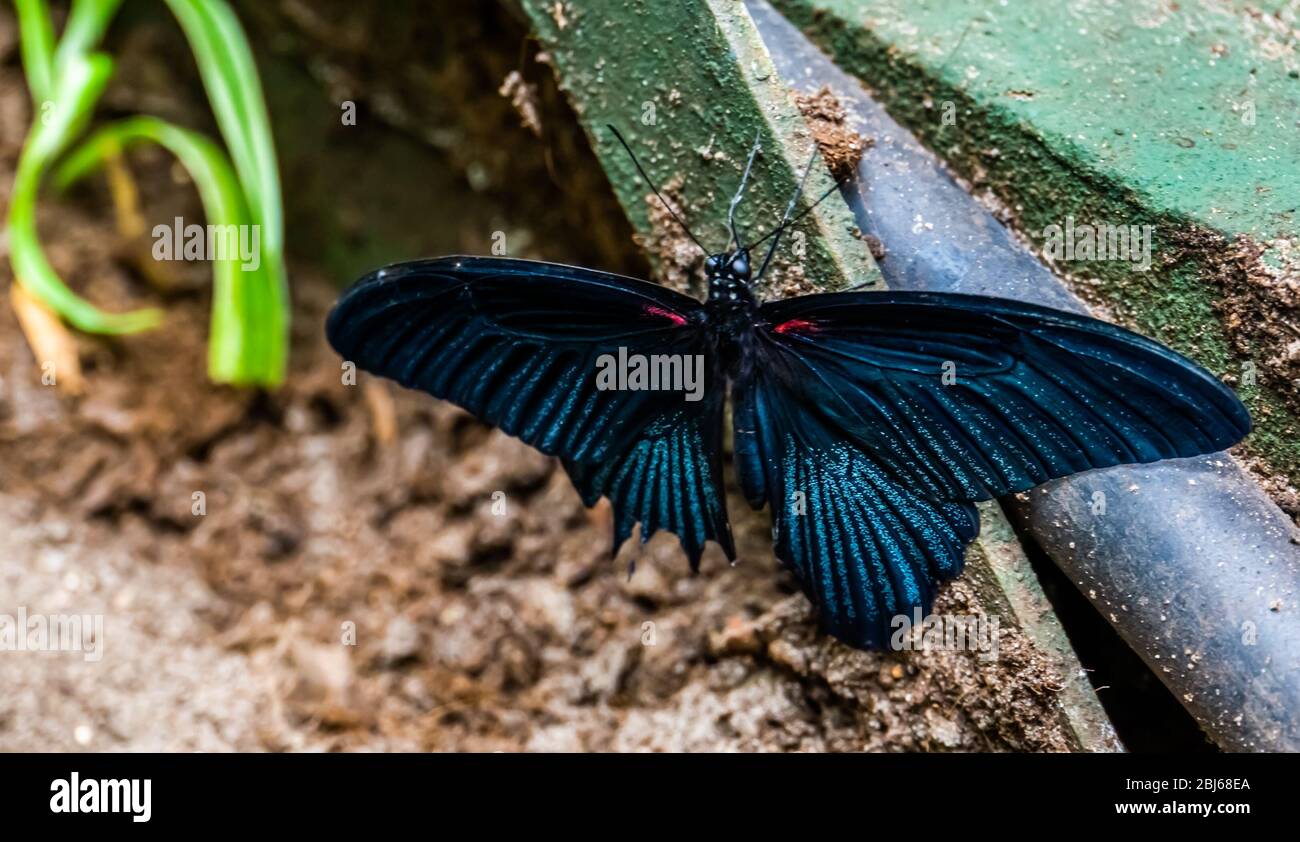 closeup of a great black mormon butterfly, tropical insect specie from Asia Stock Photo