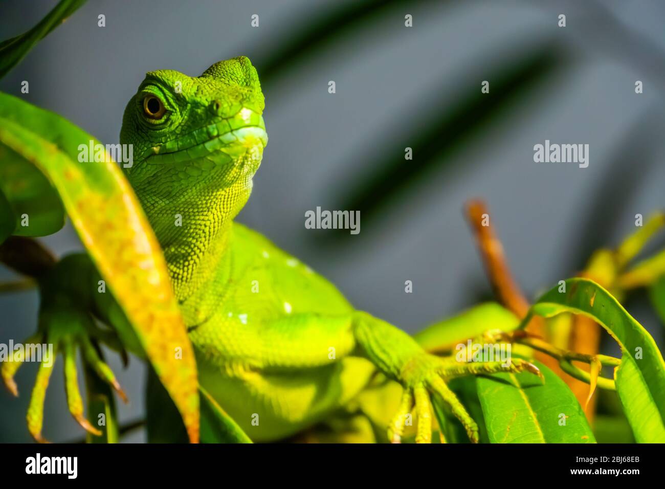 closeup portrait of a green plumed basilisk, tropical reptile specie from America Stock Photo