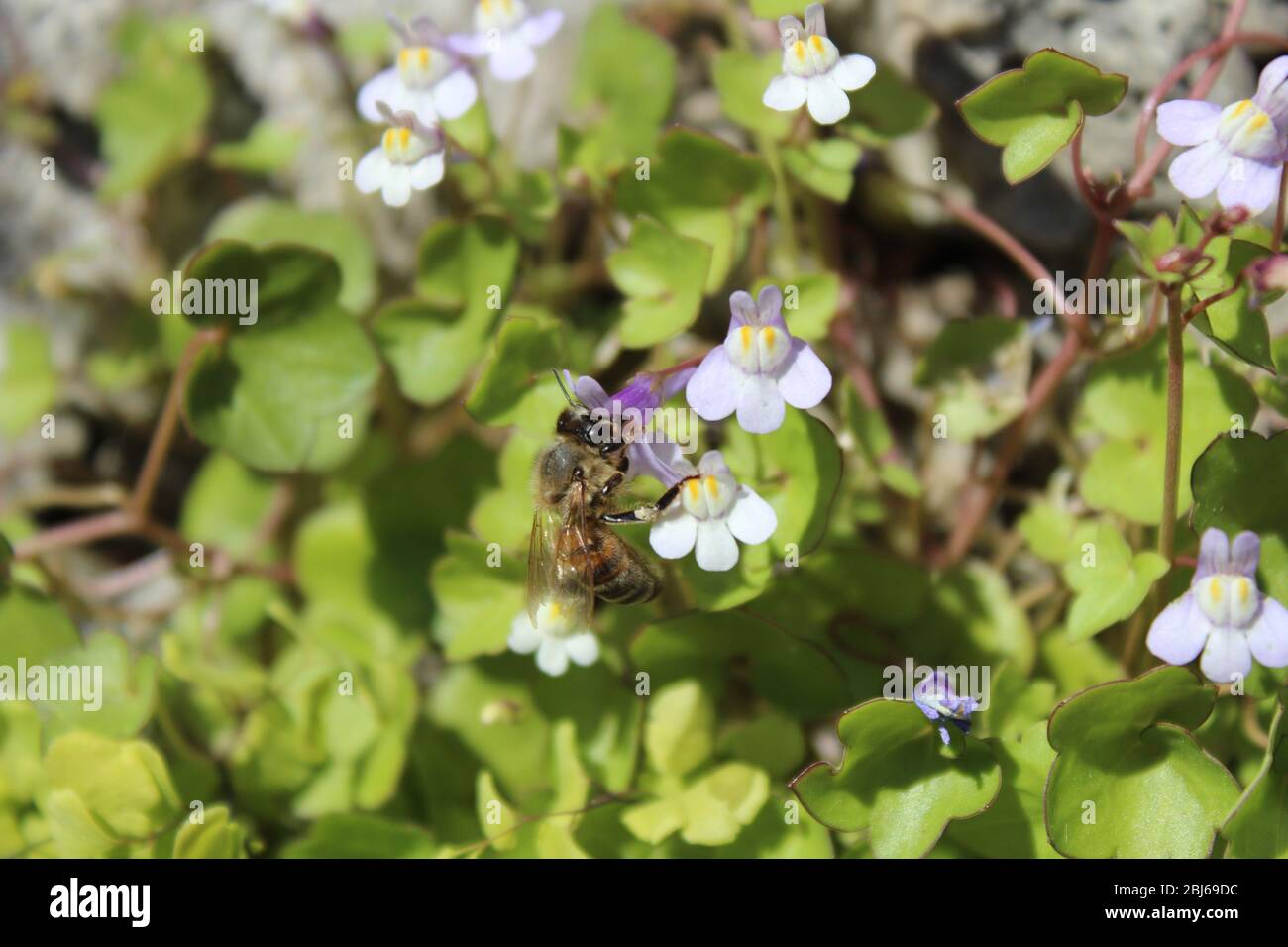 Honey bee on Cymbalaria Muralis Stock Photo