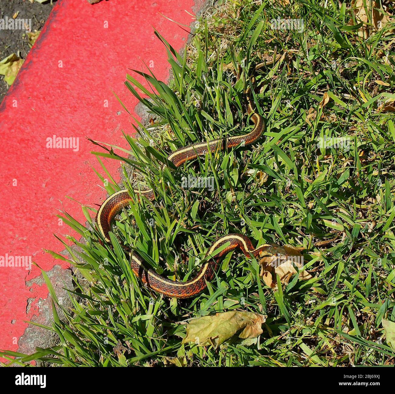 Garter snake on lawn next to a road in Union City, California Stock Photo