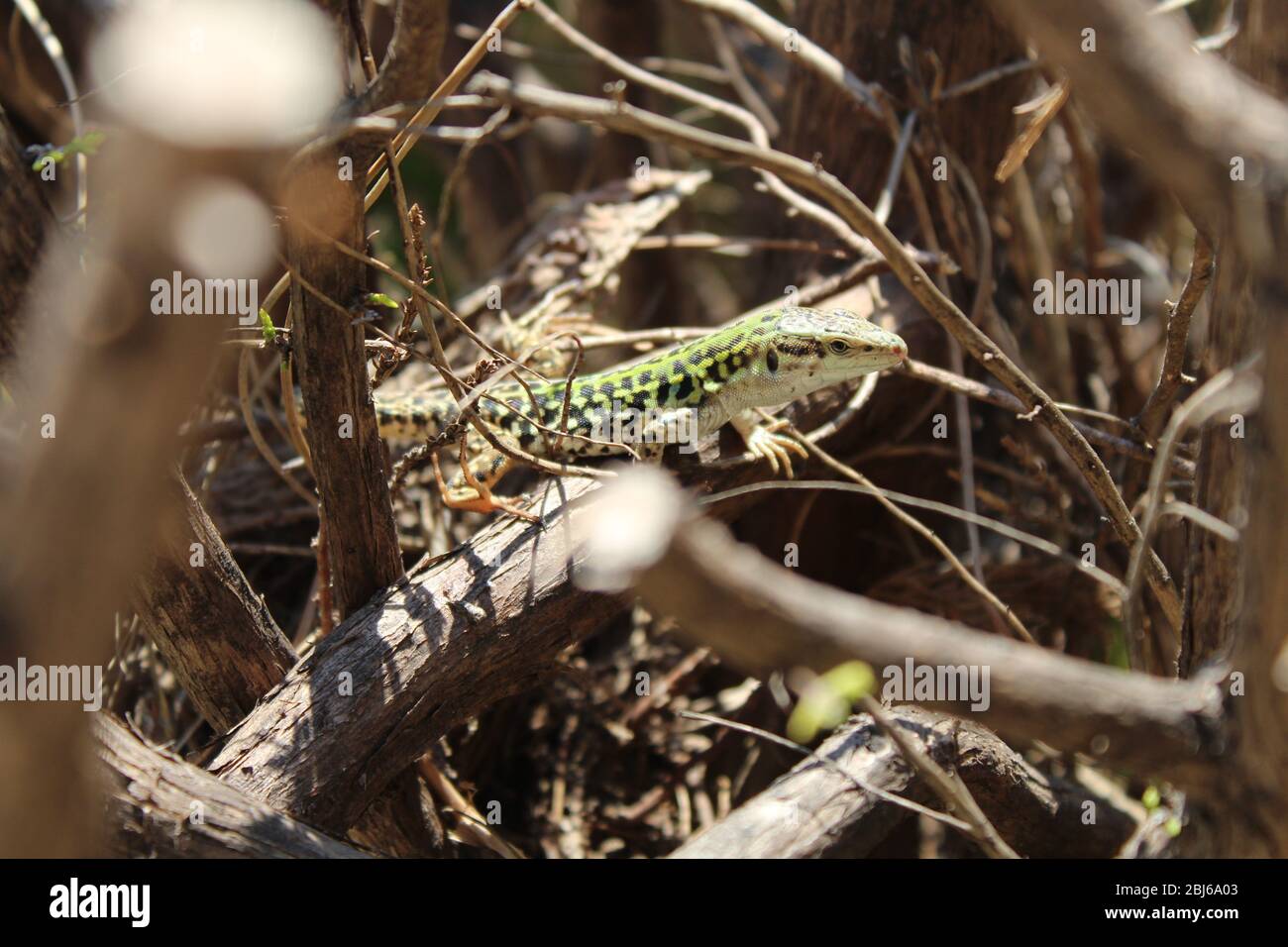 Italian wall lizard explores a dry leafless plant Stock Photo