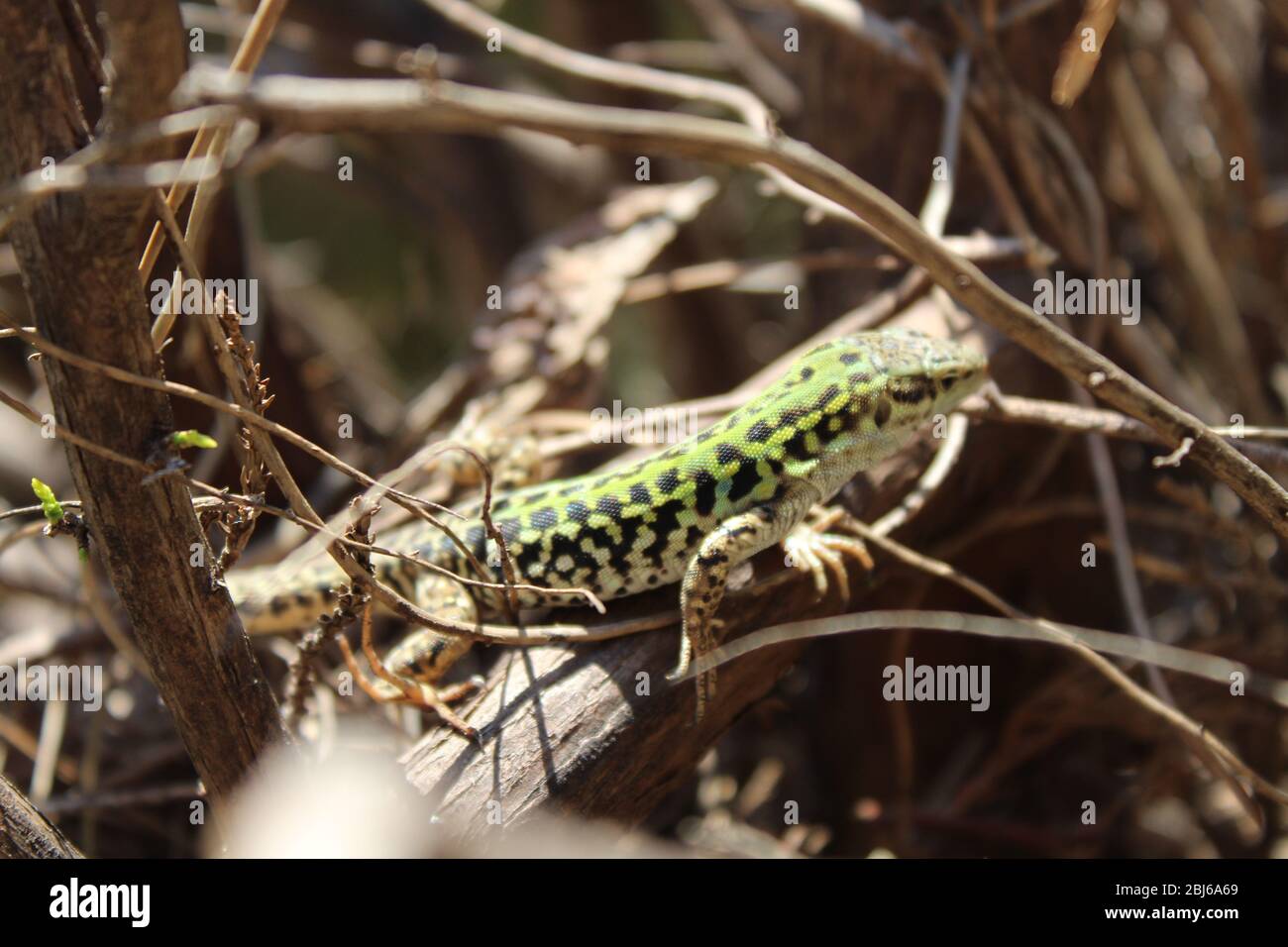 Italian wall lizard explores a dry leafless plant Stock Photo