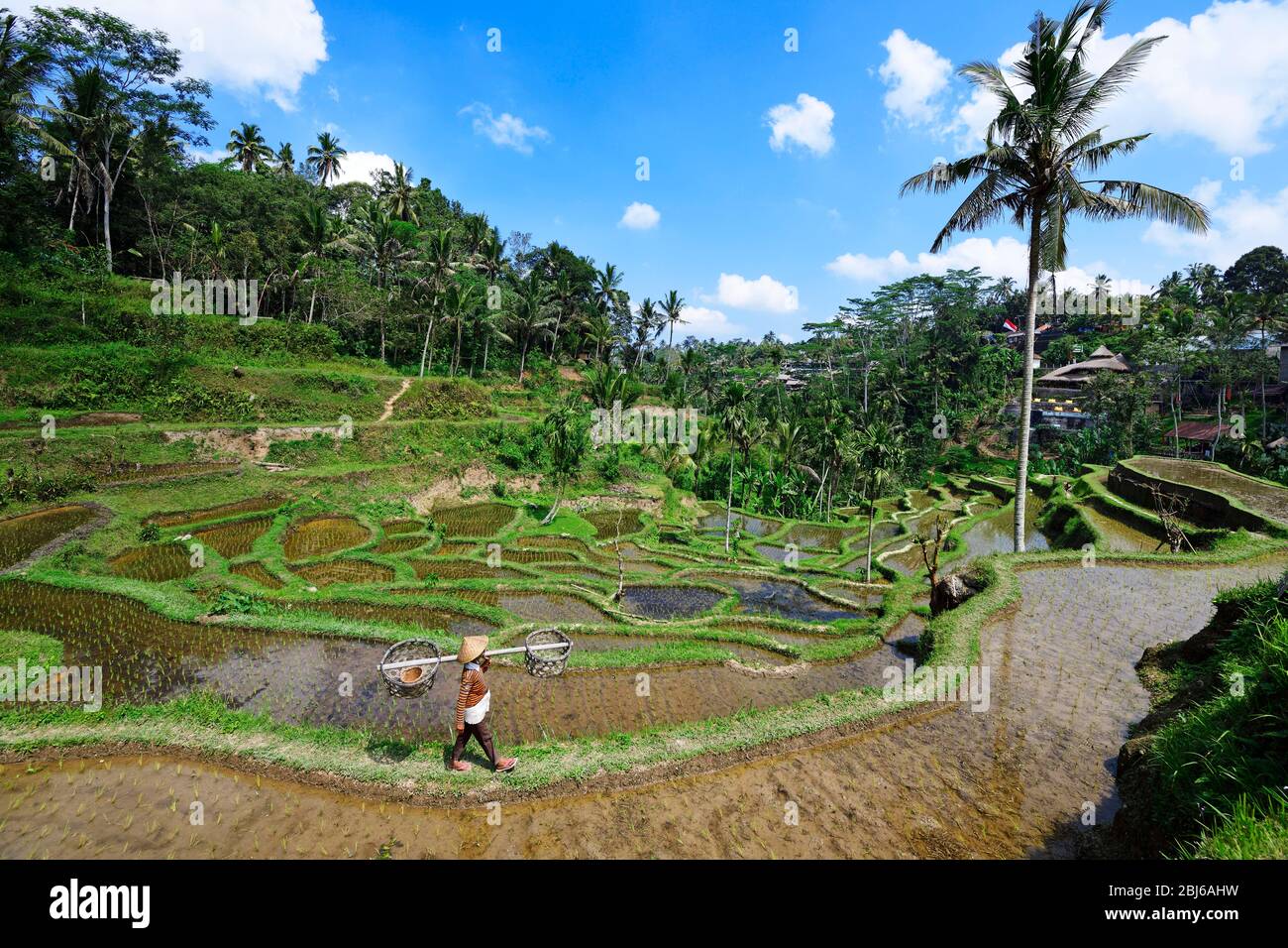 Rice farmer in the rice paddies of Tegallalang, Ubud, Bali, Indonesia Stock Photo
