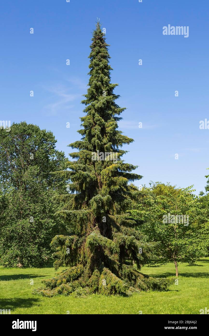 Serbian spruce (Picea omorika) variety Pendula, Botanical Garden, Montreal, Quebec, Canada Stock Photo