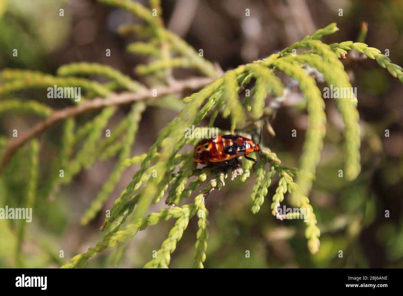 Red and black beetle rests on a green conifer leaf Stock Photo - Alamy