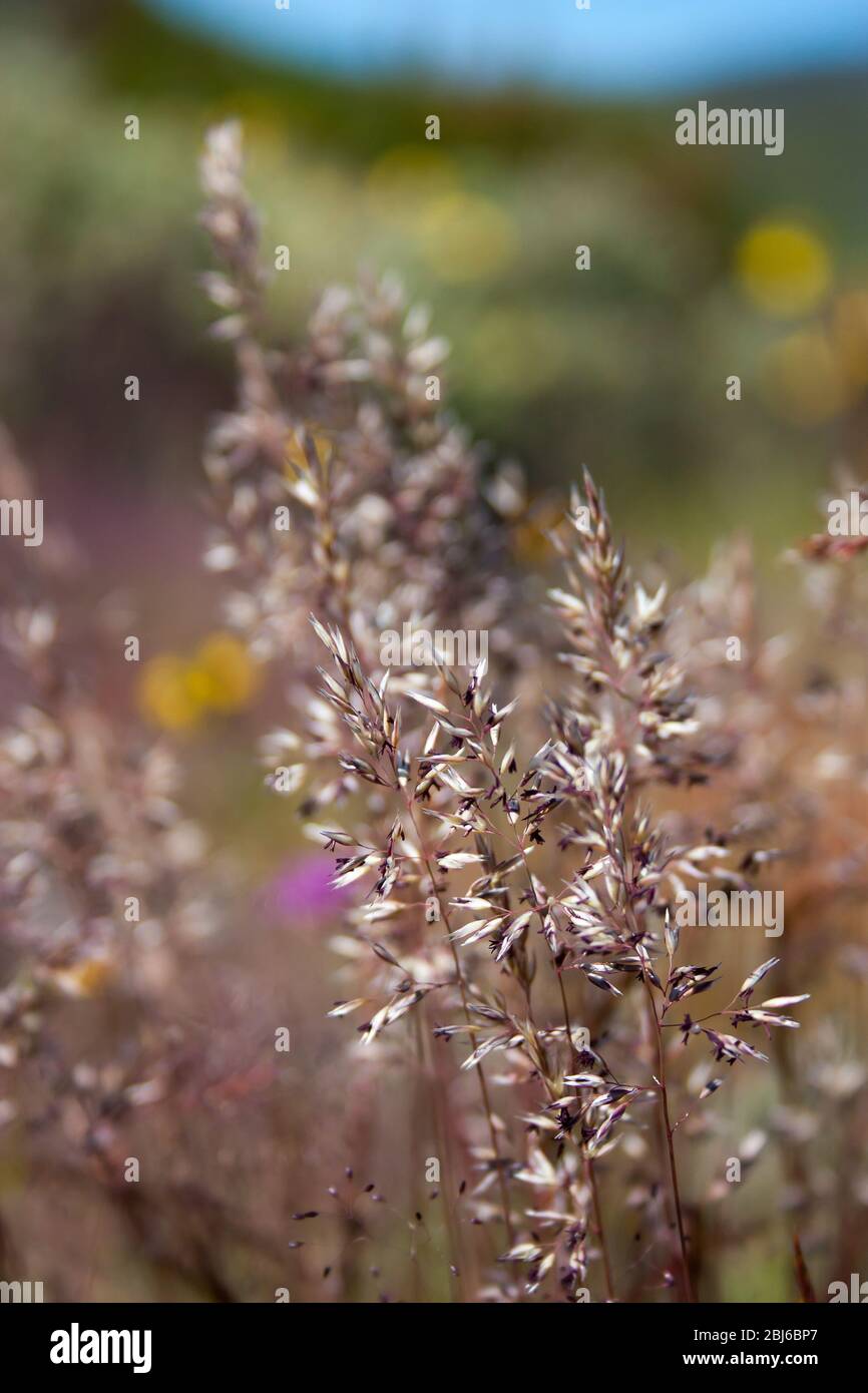 Grey hair-grass (Corynephorus canescens), also known as gray clubawn grass, photographed in Serra da Estrela (Portugal). Stock Photo