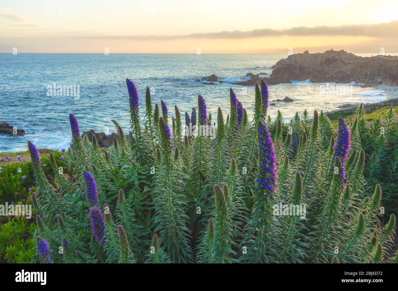 Pride of Madeira (Echium candicans) bloom along the California coast at Monterey Peninsula in early spring at sunrise. Stock Photo